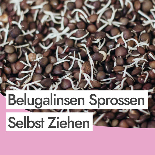 Beluga Linsen keimen: So keimst du Beluga Linsen ganz einfach selbst