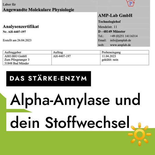 Wie das Stärke-Enzym Alpha-Amylase deinen Stoffwechsel beeinflusst