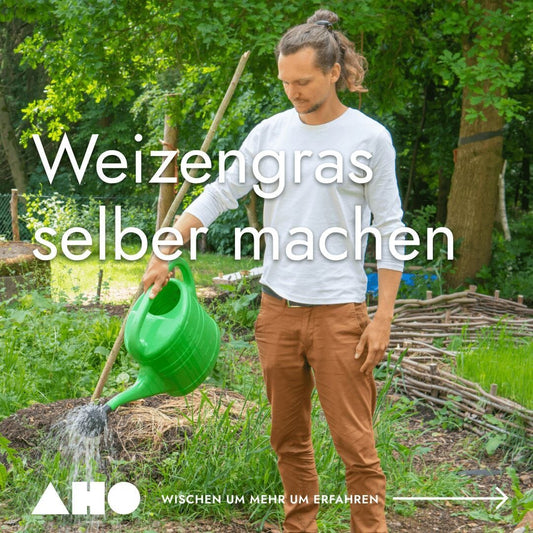 Wie du Weizengras selber machst