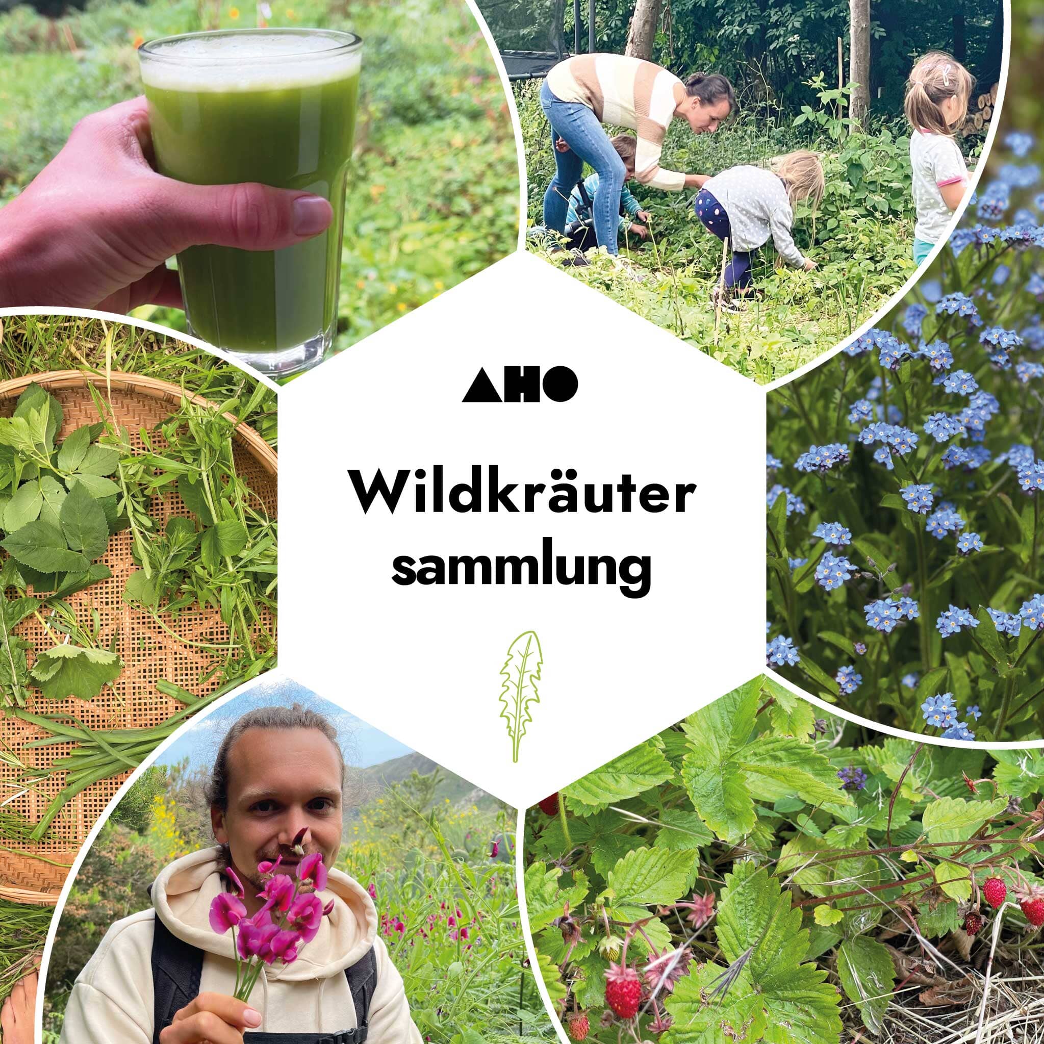 AHO Wildkräutersammlung Event Event