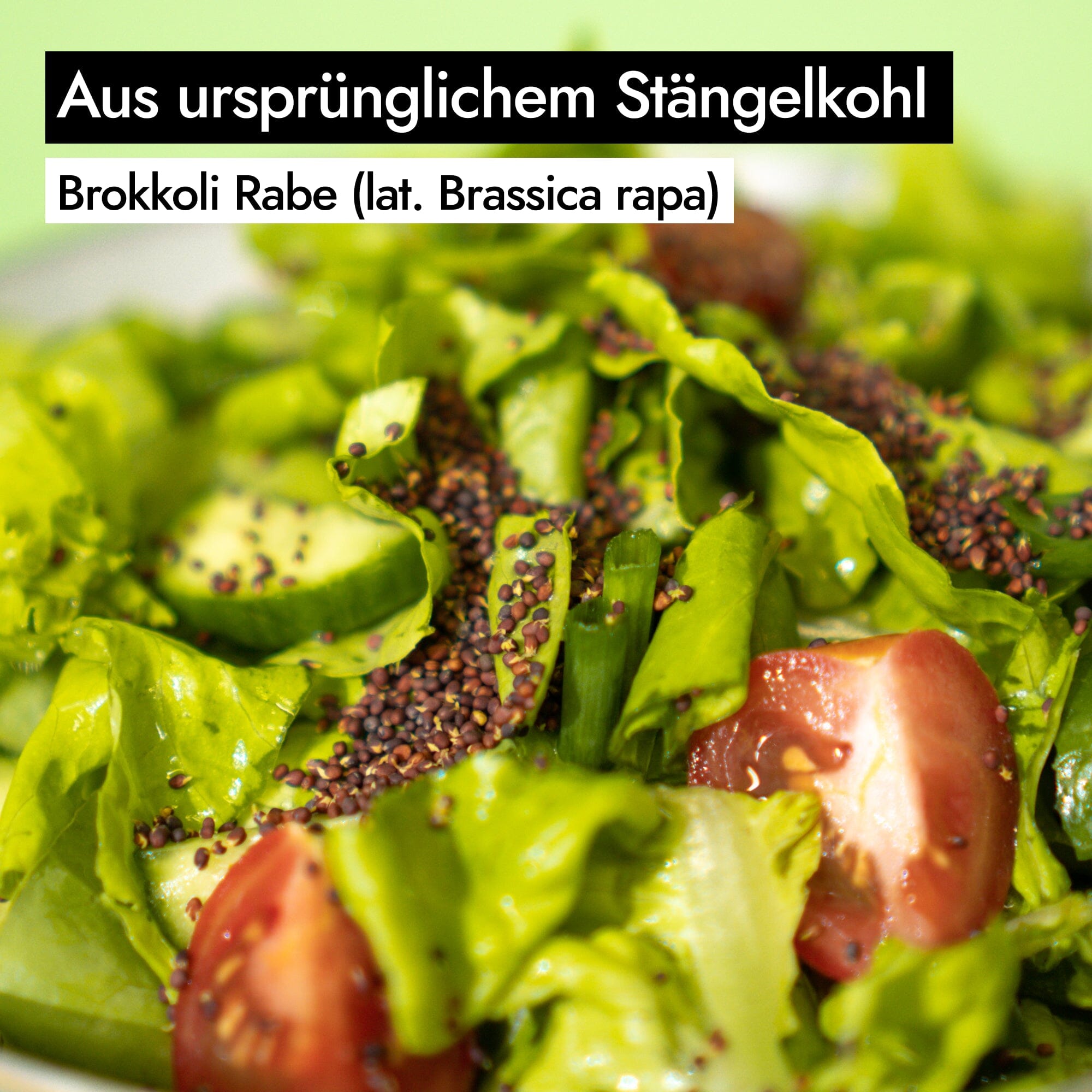AHO Gekeimte Ur-Brokkoli Samen Ölsaaten AHO.BIO GmbH
