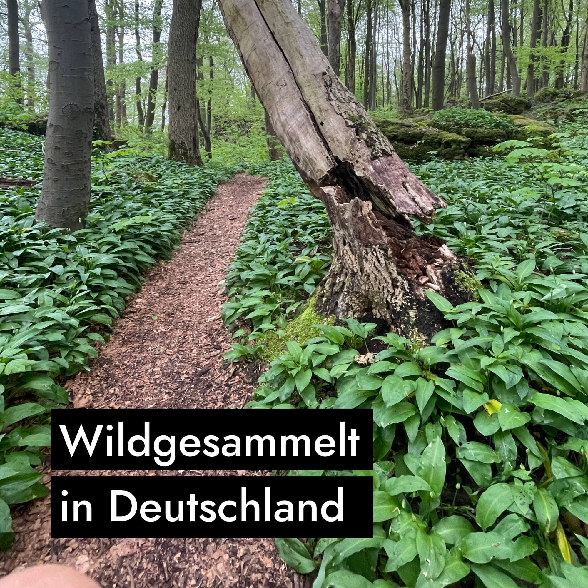 AHO Wildes Bärlauch Pesto Nüsse AHO.BIO GmbH