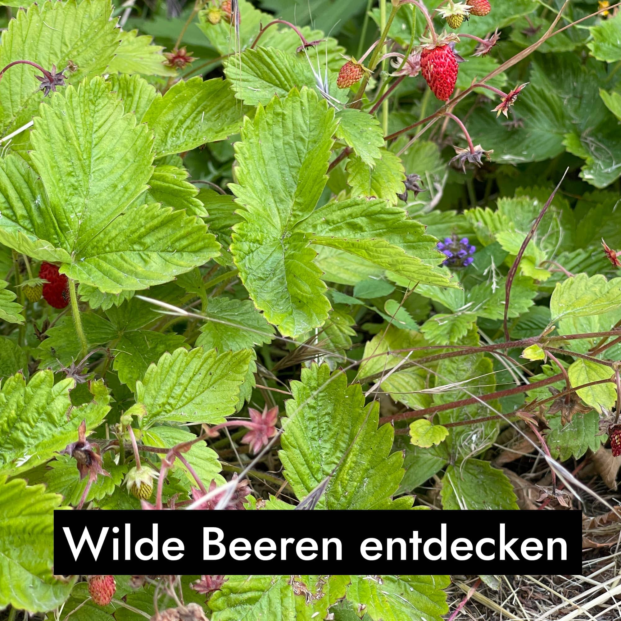 AHO Wildkräutersammlung Event Event