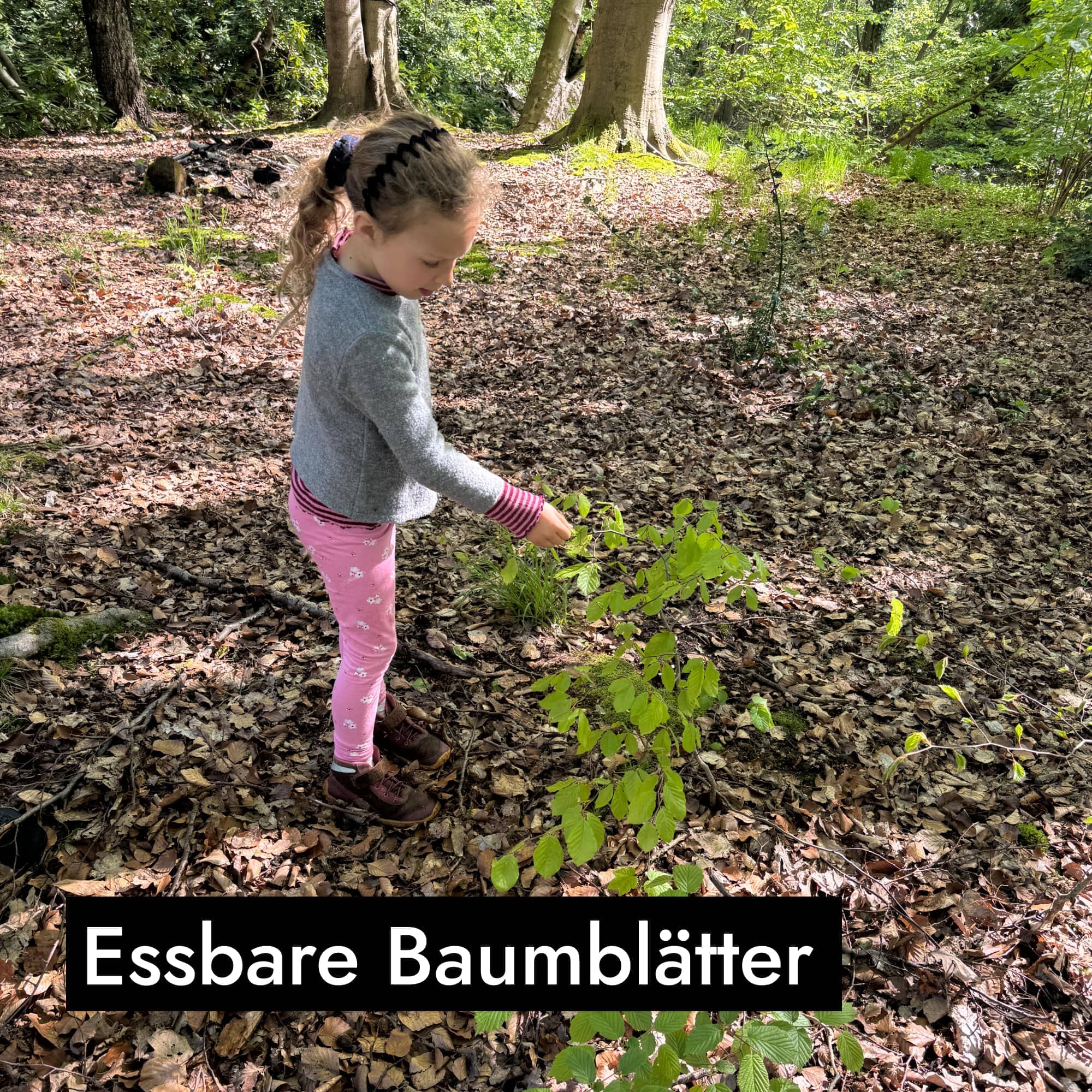AHO Wildkräutersammlung Event Event
