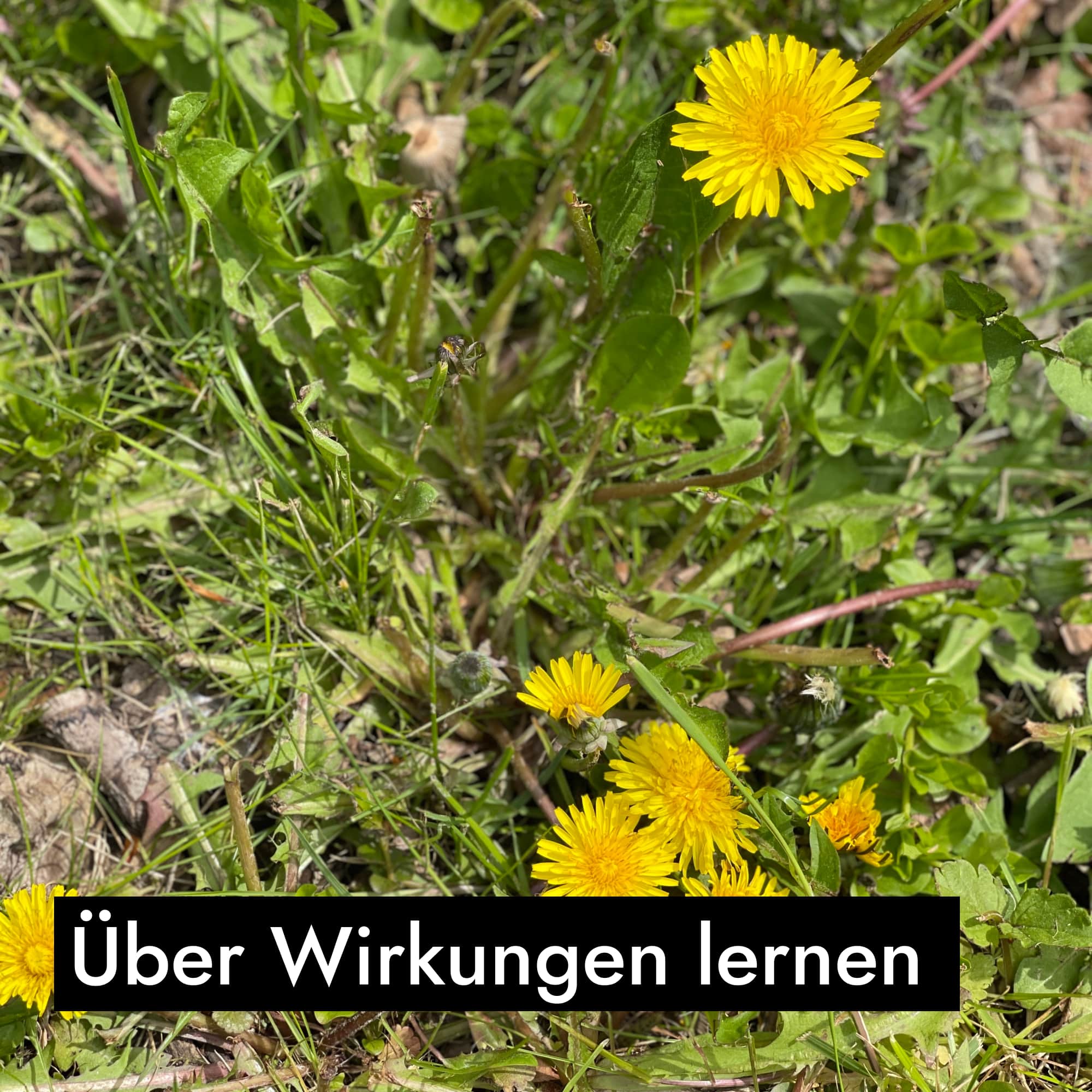 AHO Wildkräutersammlung Event Event