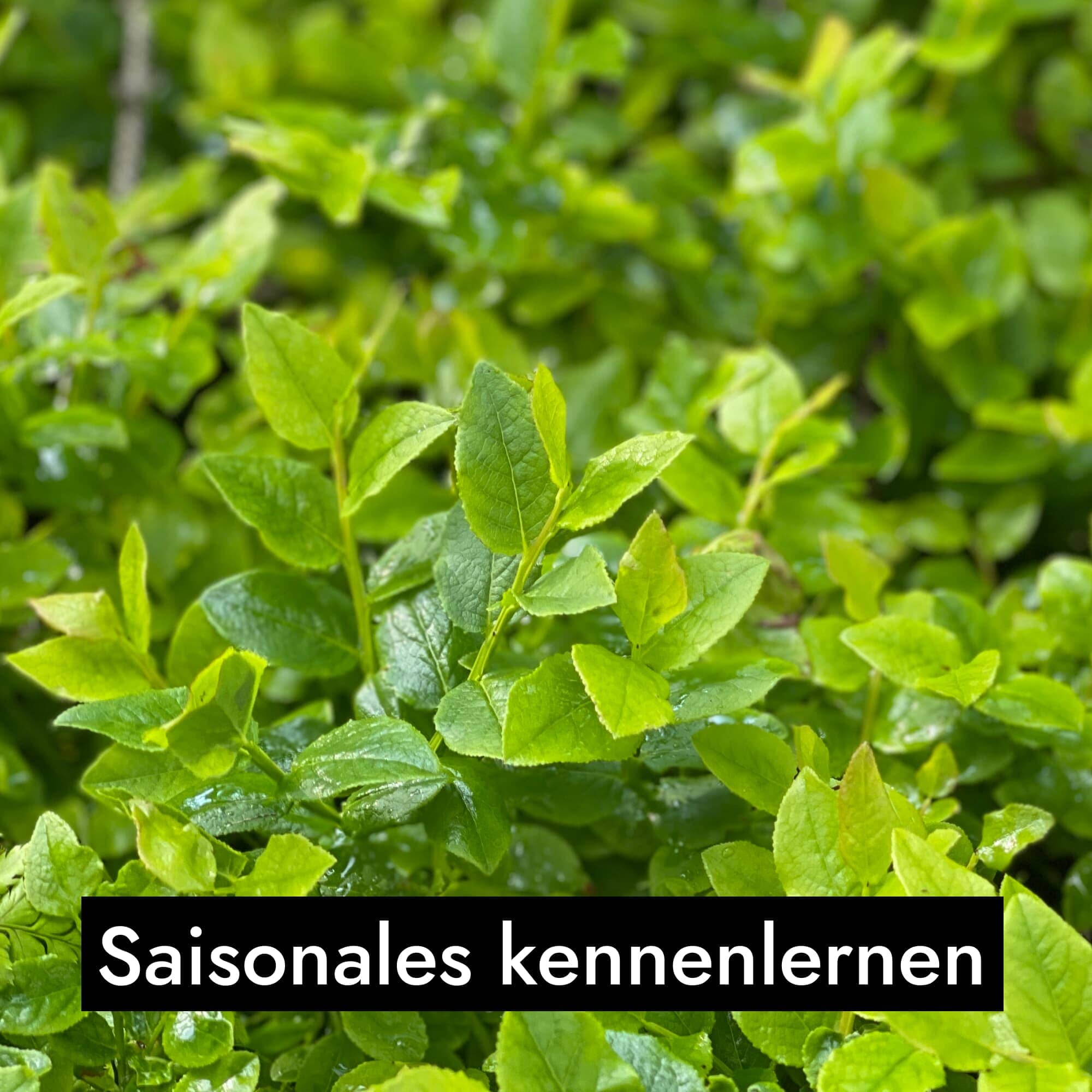 AHO Wildkräutersammlung Event Event