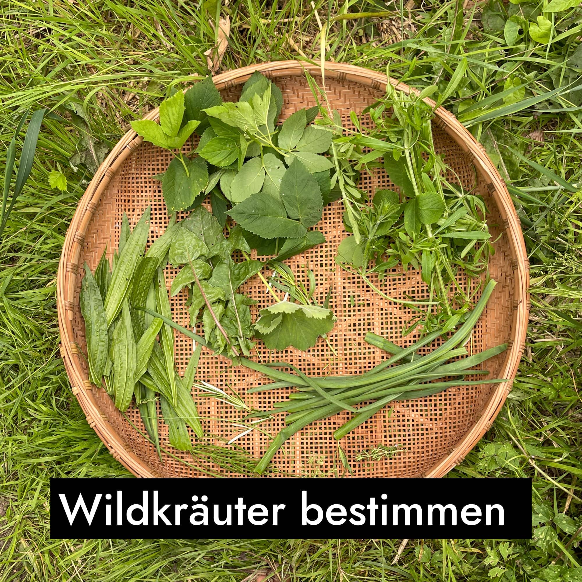 AHO Wildkräutersammlung Event Event