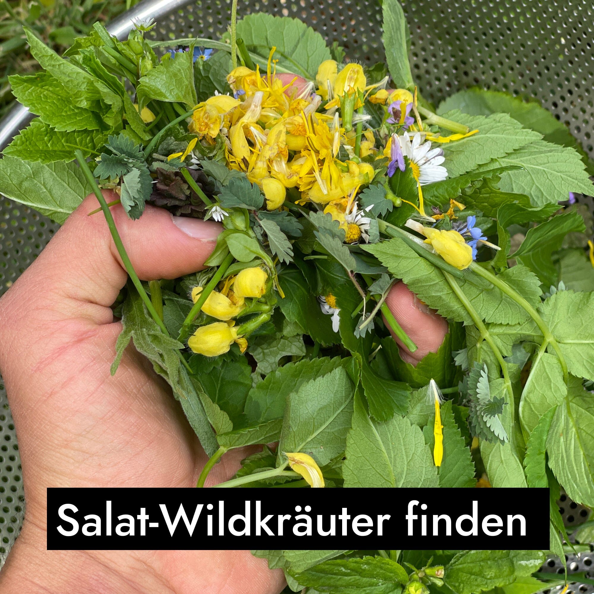 AHO Wildkräutersammlung Event Event