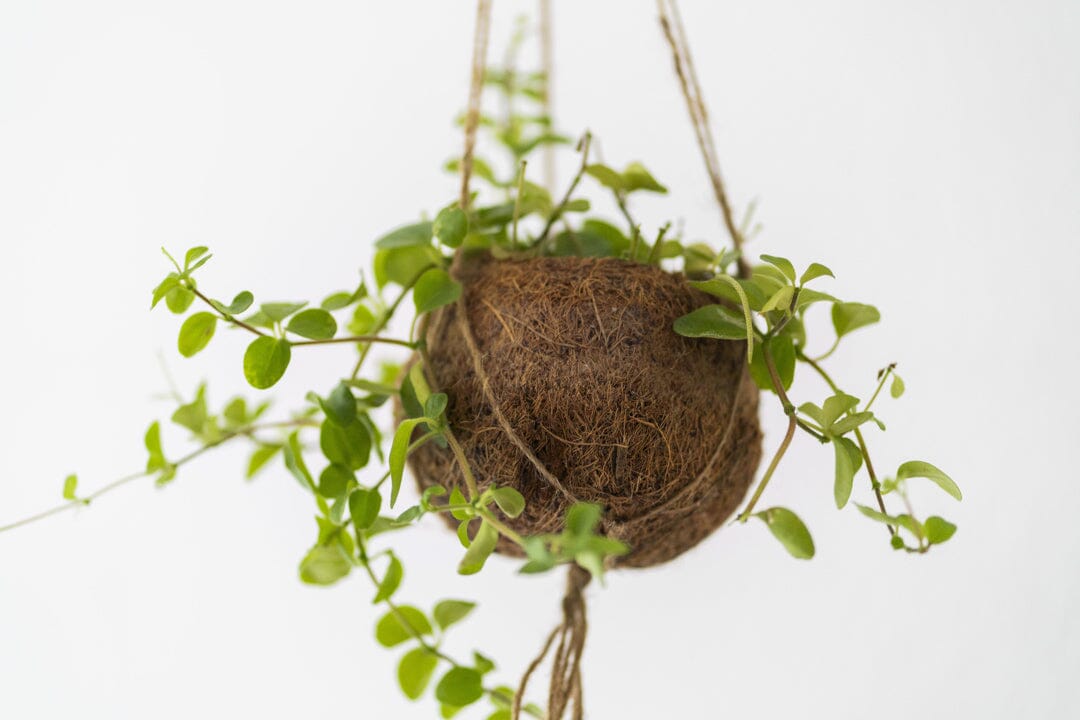 AHO Yoga Retreat: Sound of Yoga Event Event