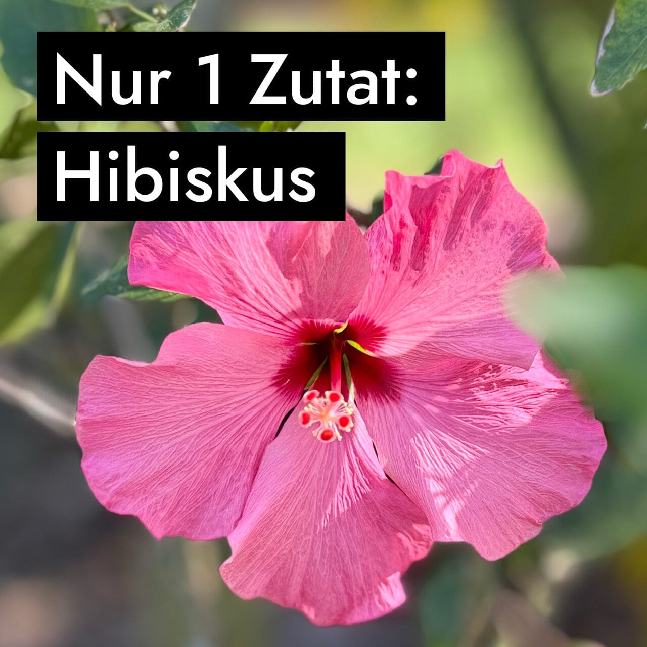 AHO Hibiskus Kollagen Nahrungsergänzung AHO.BIO GmbH