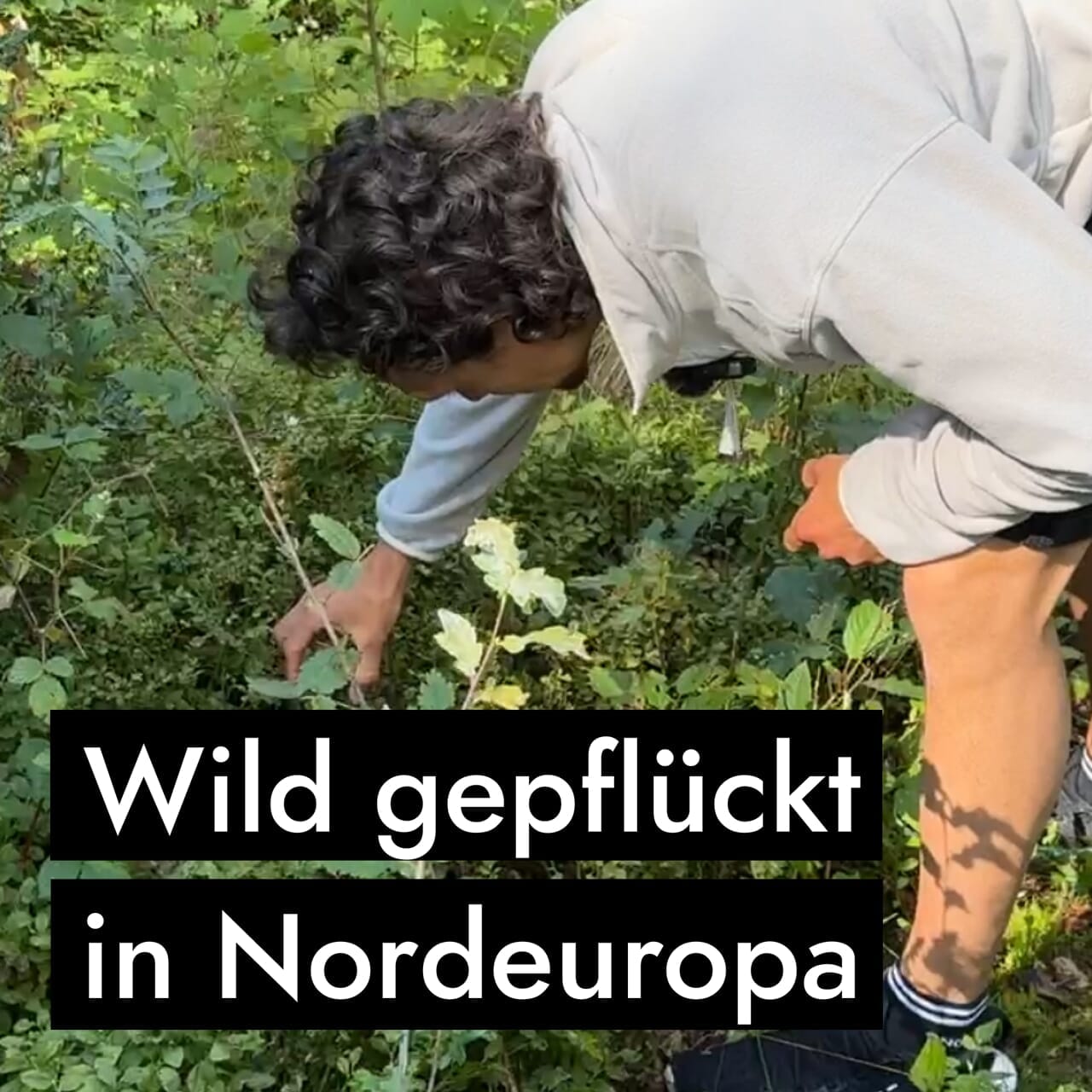AHO Wildheidelbeer Amino Drink Nahrungsergänzung AHO.BIO GmbH
