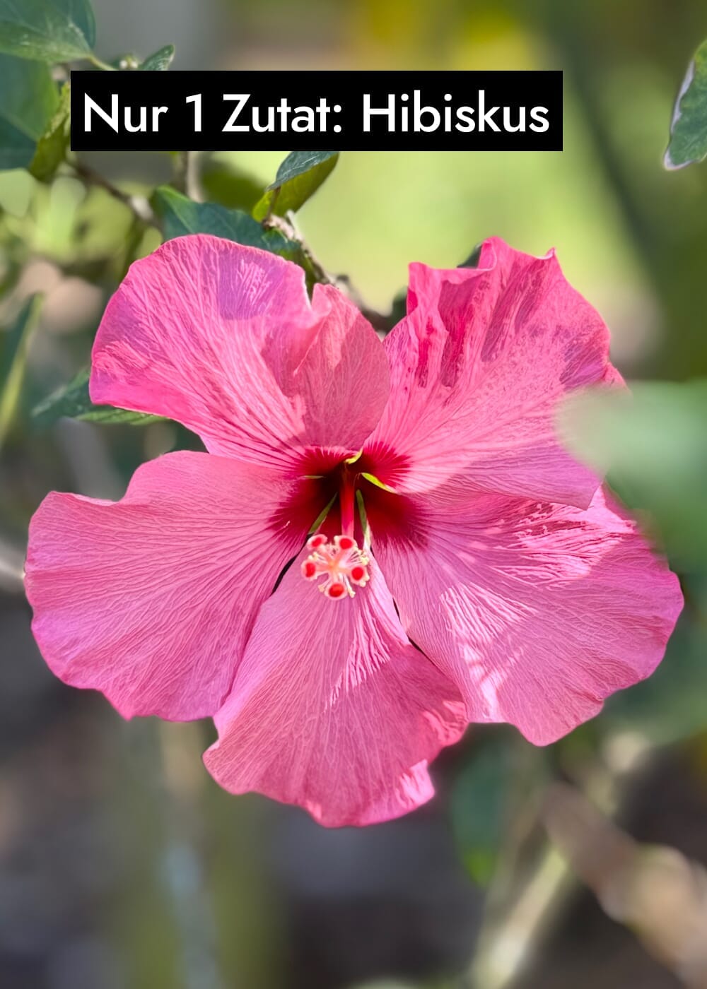 AHO Hibiskus Kollagen-Like Nahrungsergänzung AHO.BIO GmbH