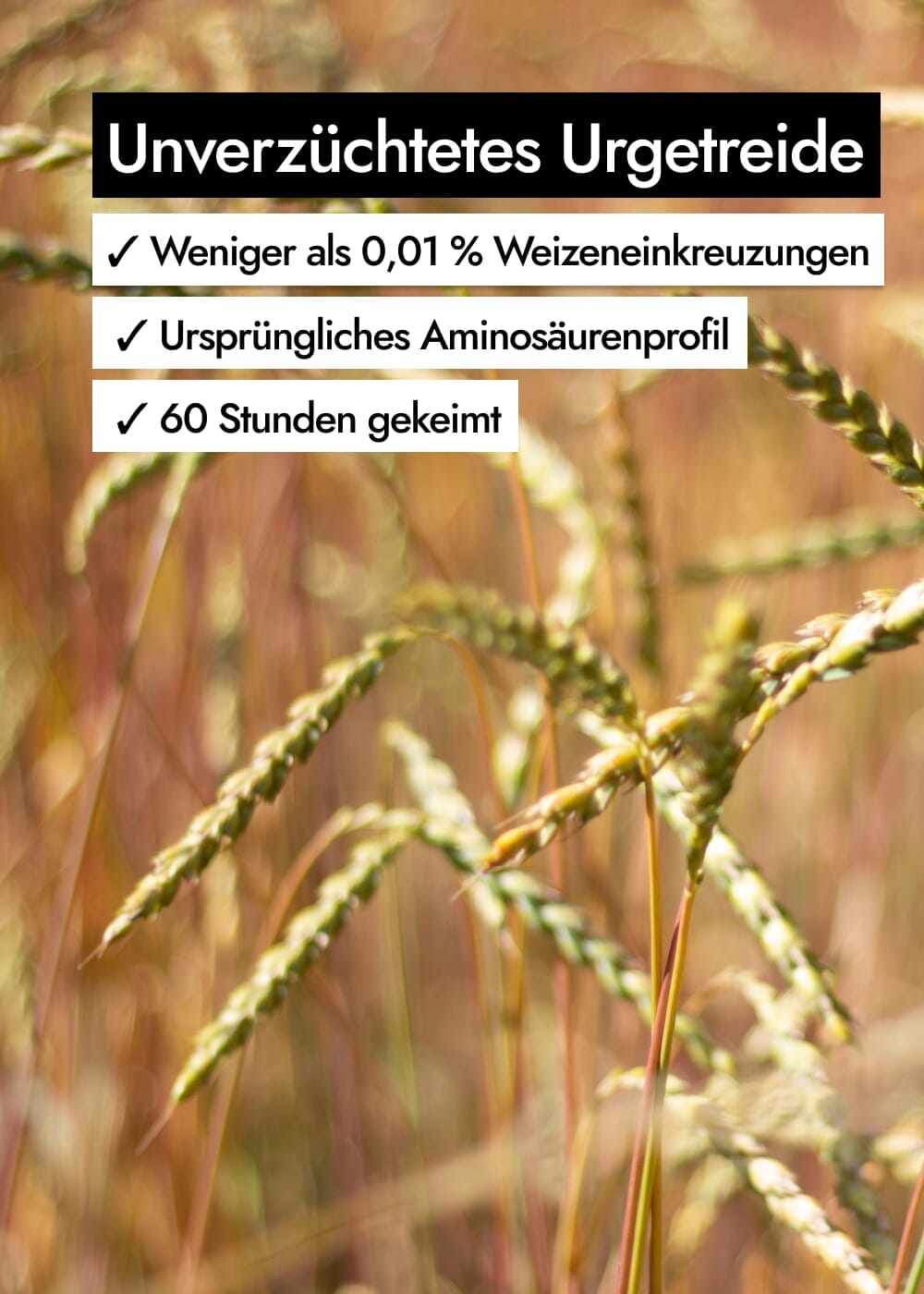 AHO Pizza Cracker 2.0 Raw Vegan Cracker AHO.BIO GmbH