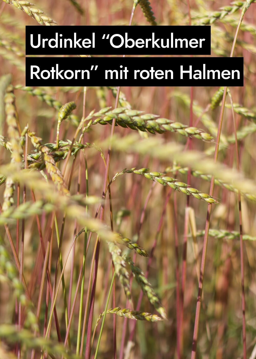 AHO Sprossen Mehl Raw Vegan Pasta AHO.BIO GmbH