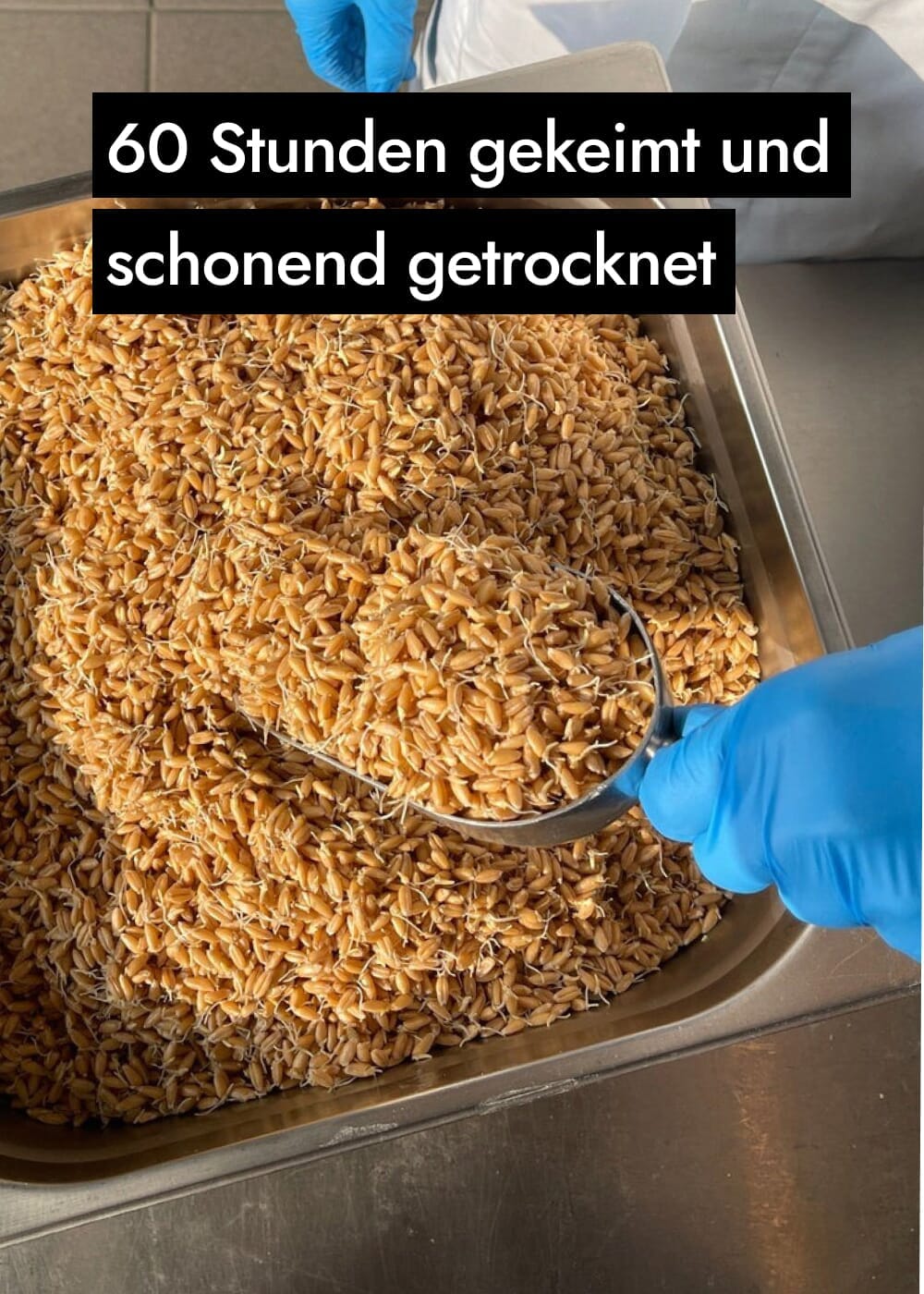 AHO Sprossen Mehl Raw Vegan Pasta AHO.BIO GmbH