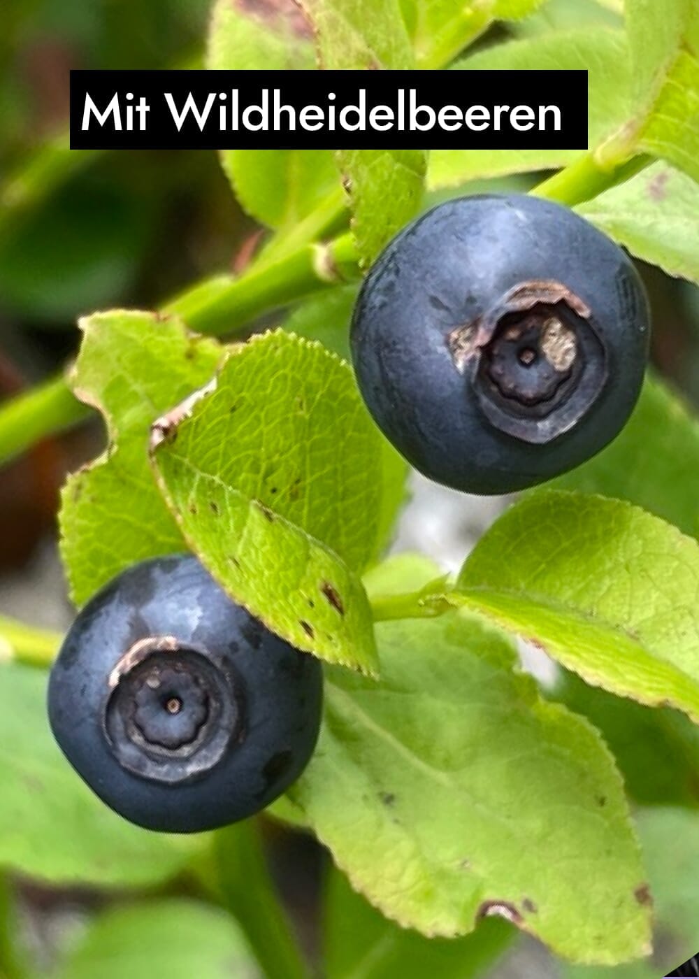 AHO Wildheidelbeer Amino Drink Nahrungsergänzung AHO.BIO GmbH