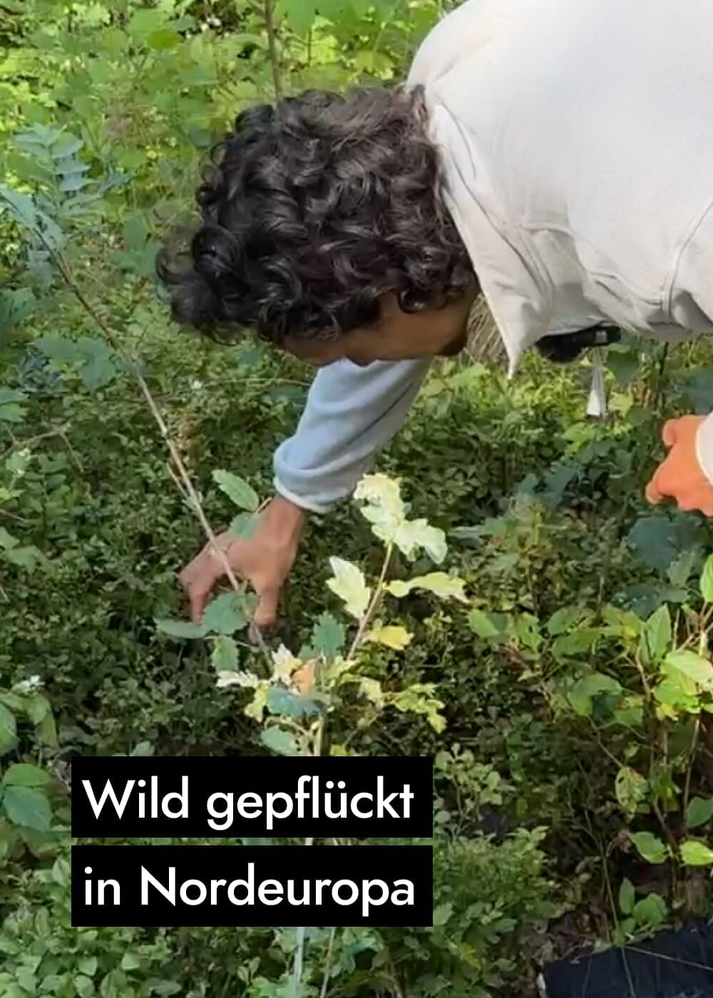 AHO Wildheidelbeer Amino Drink Nahrungsergänzung AHO.BIO GmbH