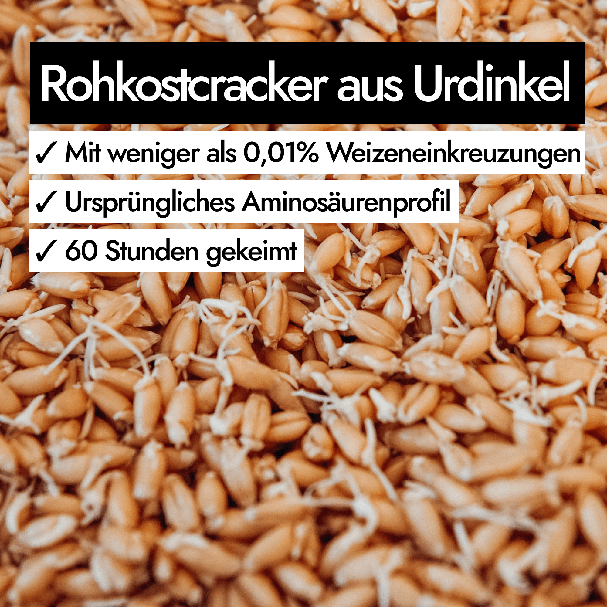AHO Curry Cracker 2.0 Raw Vegan Cracker AHO.BIO GmbH