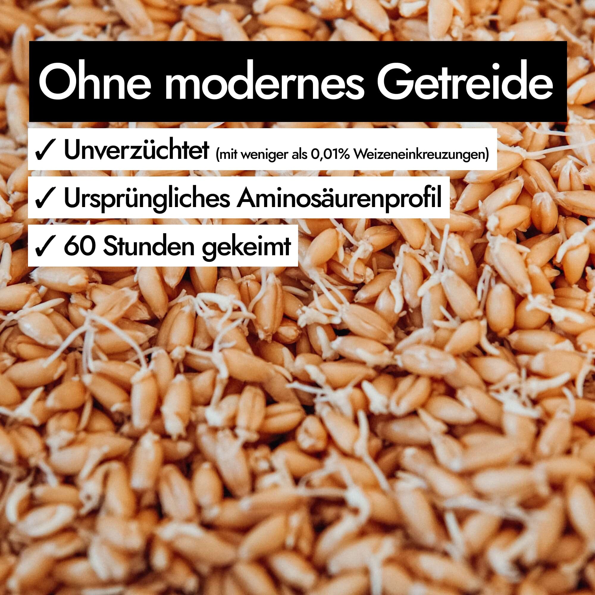 AHO Natur Cracker 2.0 Raw Vegan Cracker AHO.BIO GmbH
