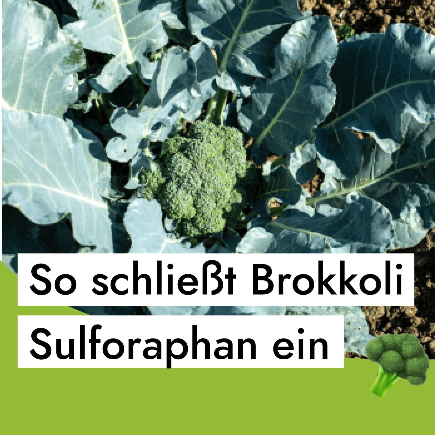 So schließt Brokkoli Sulforaphan weg - wie du mit Brokkolisprossen die Verriegelung öffnest