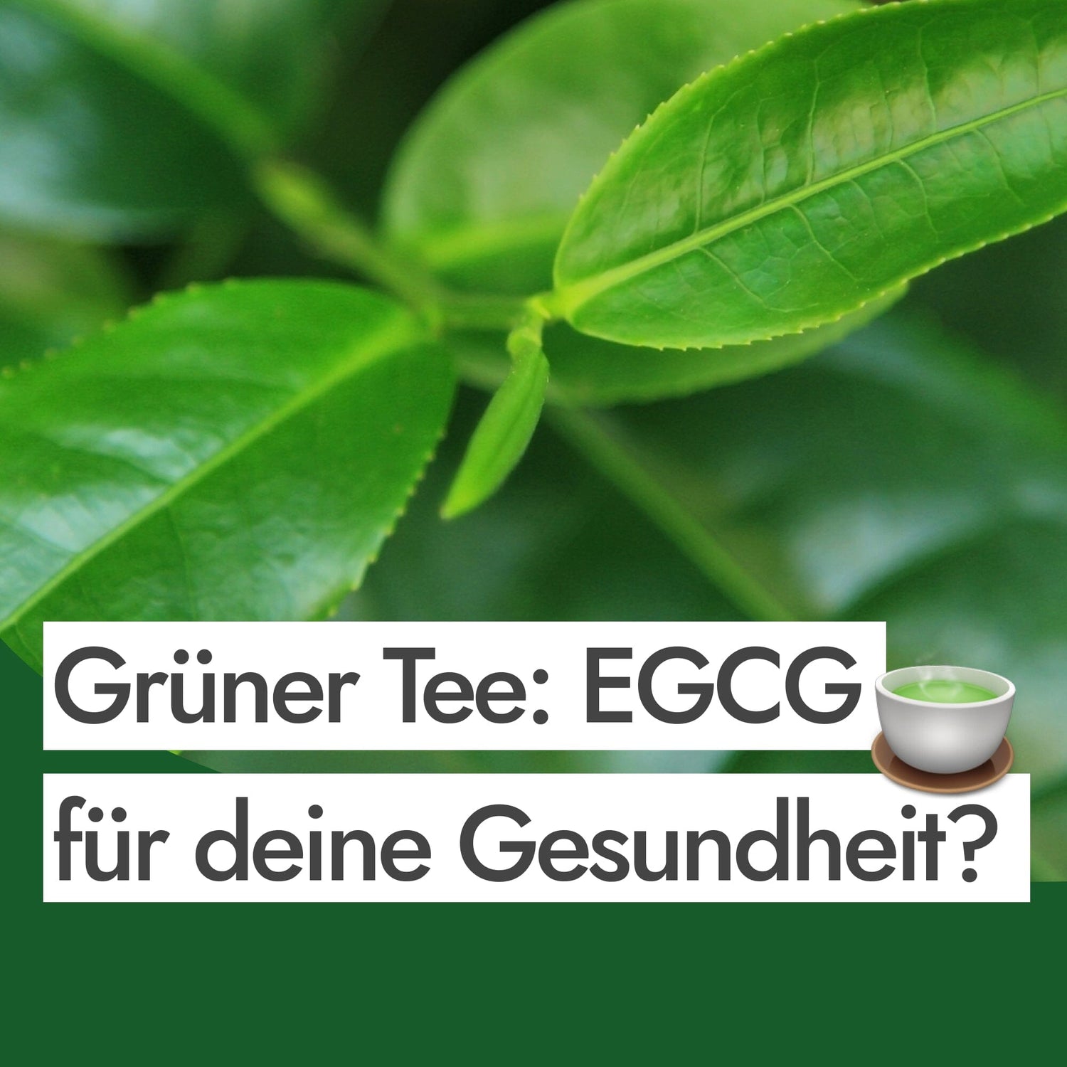 Wie EGCG in grünem Tee auf deine Gesundheit wirkt