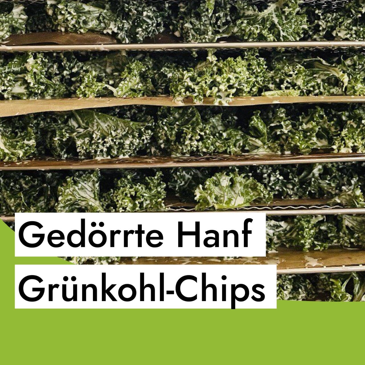 Gedörrte Hanf Grünkohl Chips selber machen