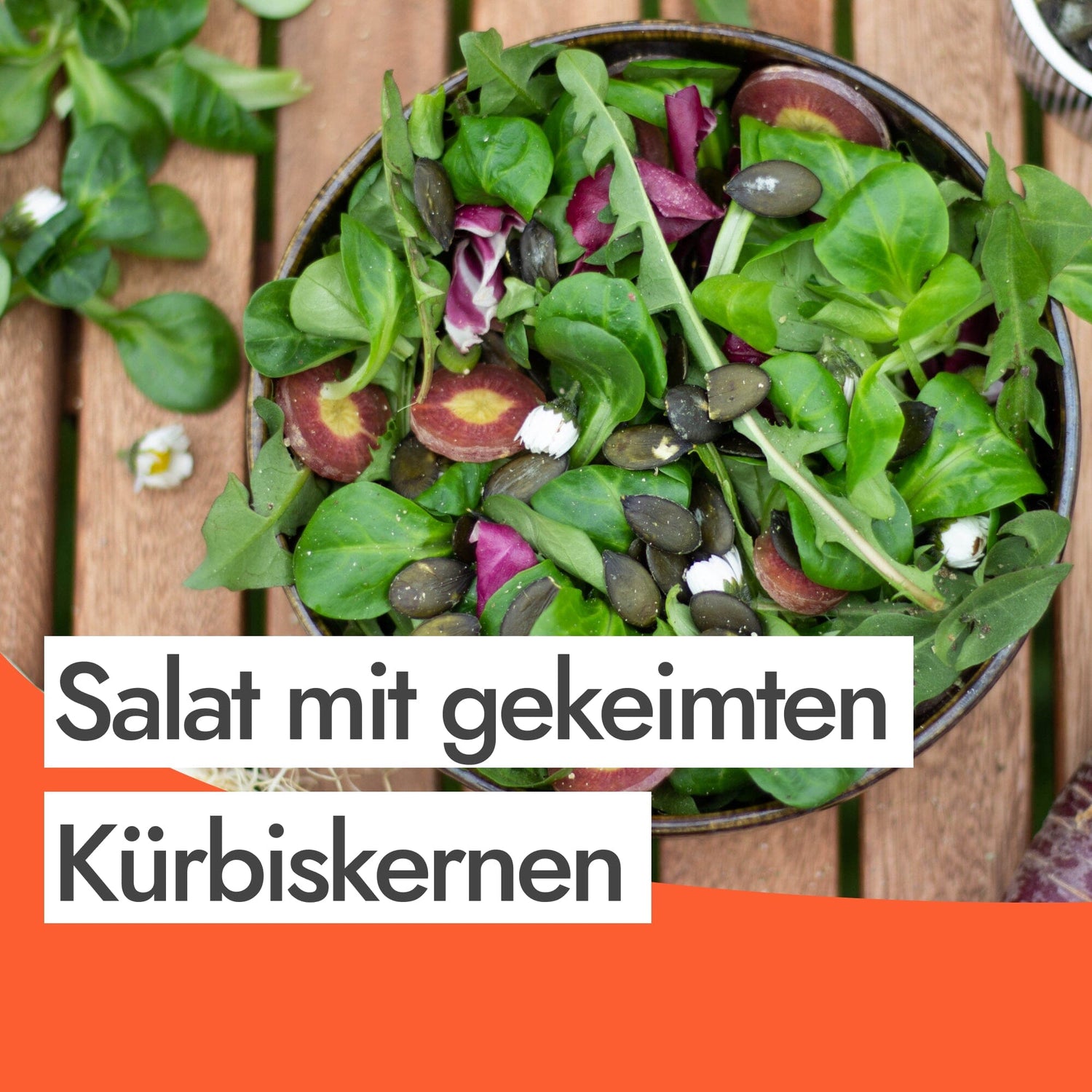 Roh veganer Wildkräuter Salat mit gekeimten Kürbiskernen