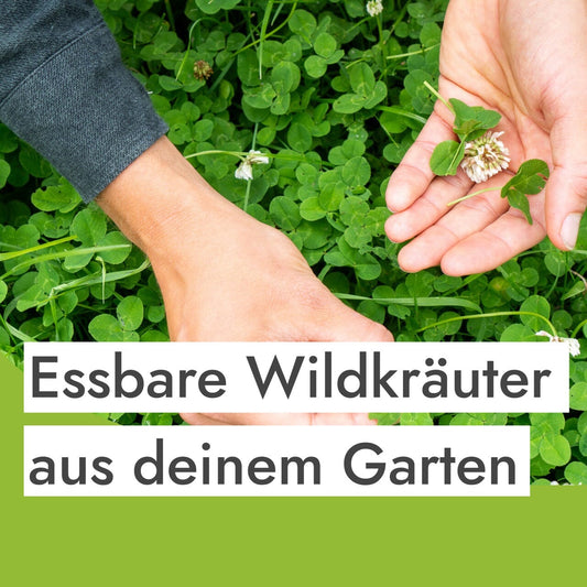 Essbare Wildkräuter sammeln: Diese 4 Wildkräuter wachsen in deinem Garten