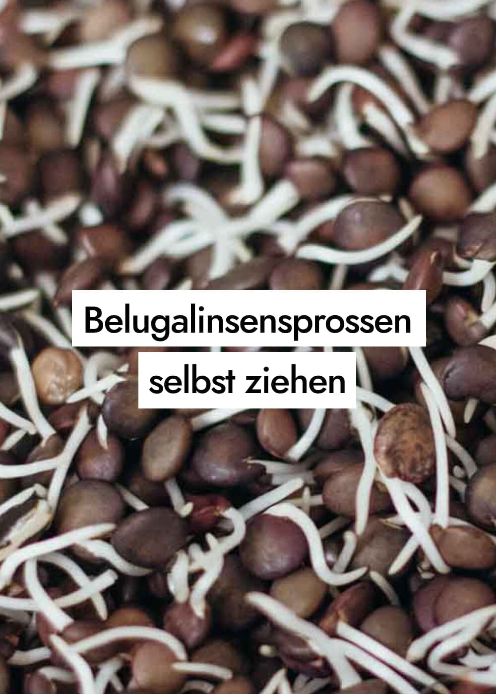 Beluga Linsen keimen: So keimst du Beluga Linsen ganz einfach selbst