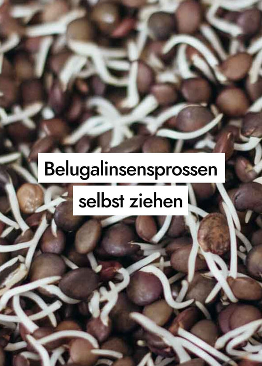 Beluga Linsen keimen: So keimst du Beluga Linsen ganz einfach selbst