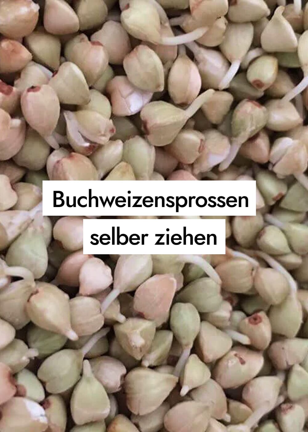 Gekeimten Buchweizen selber machen – ohne tägliches Spülen und ohne Schleim