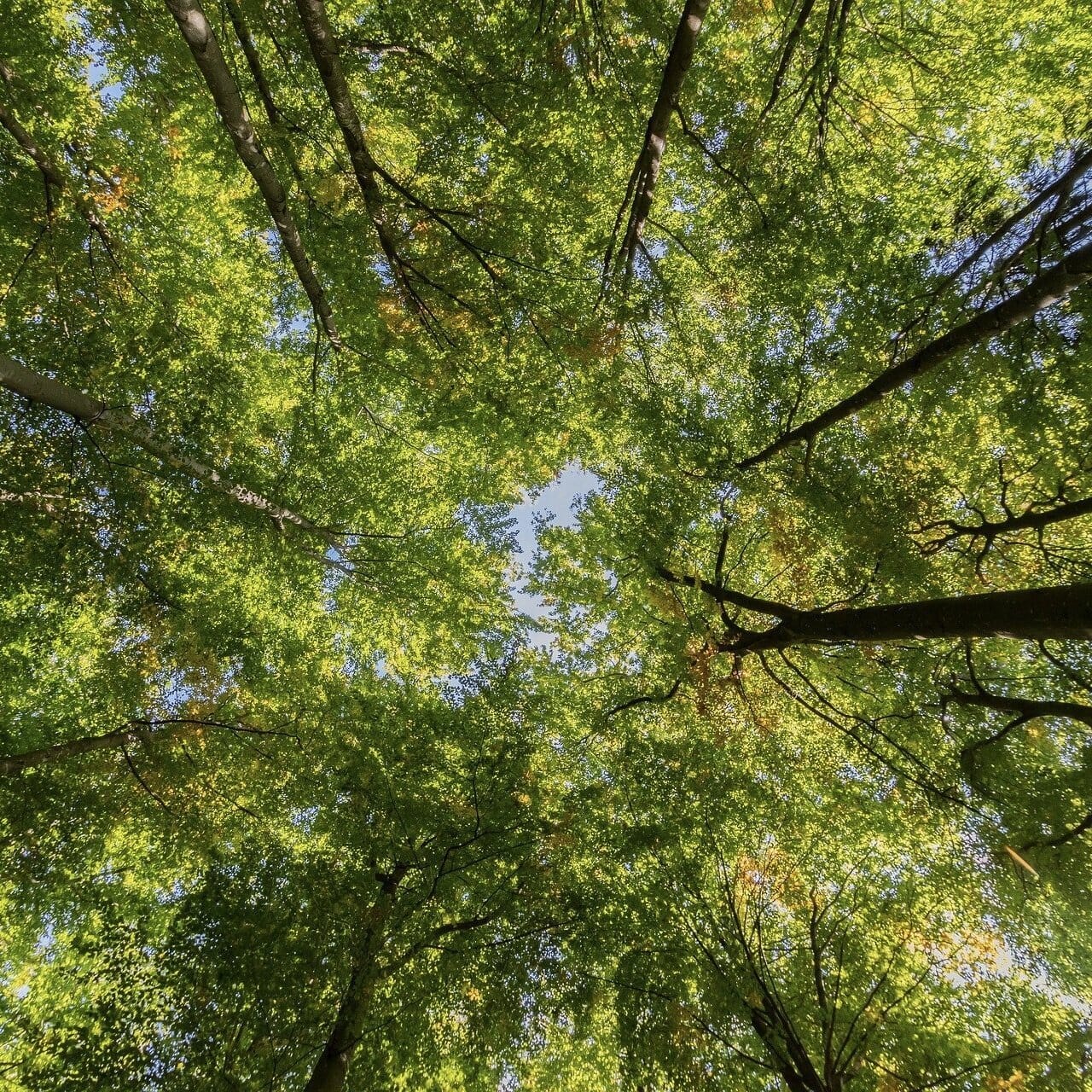Wie helfen Bäume unserem Ökosystem?