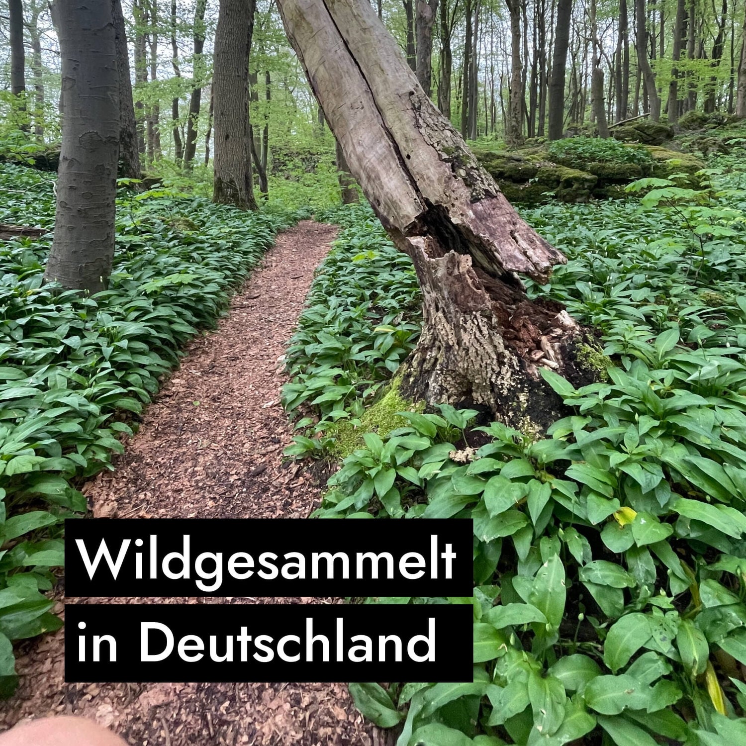AHO Wildes Bärlauch Pesto Nüsse AHO.BIO GmbH 