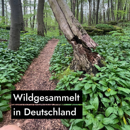 AHO Wildes Bärlauch Pesto Nüsse AHO.BIO GmbH 