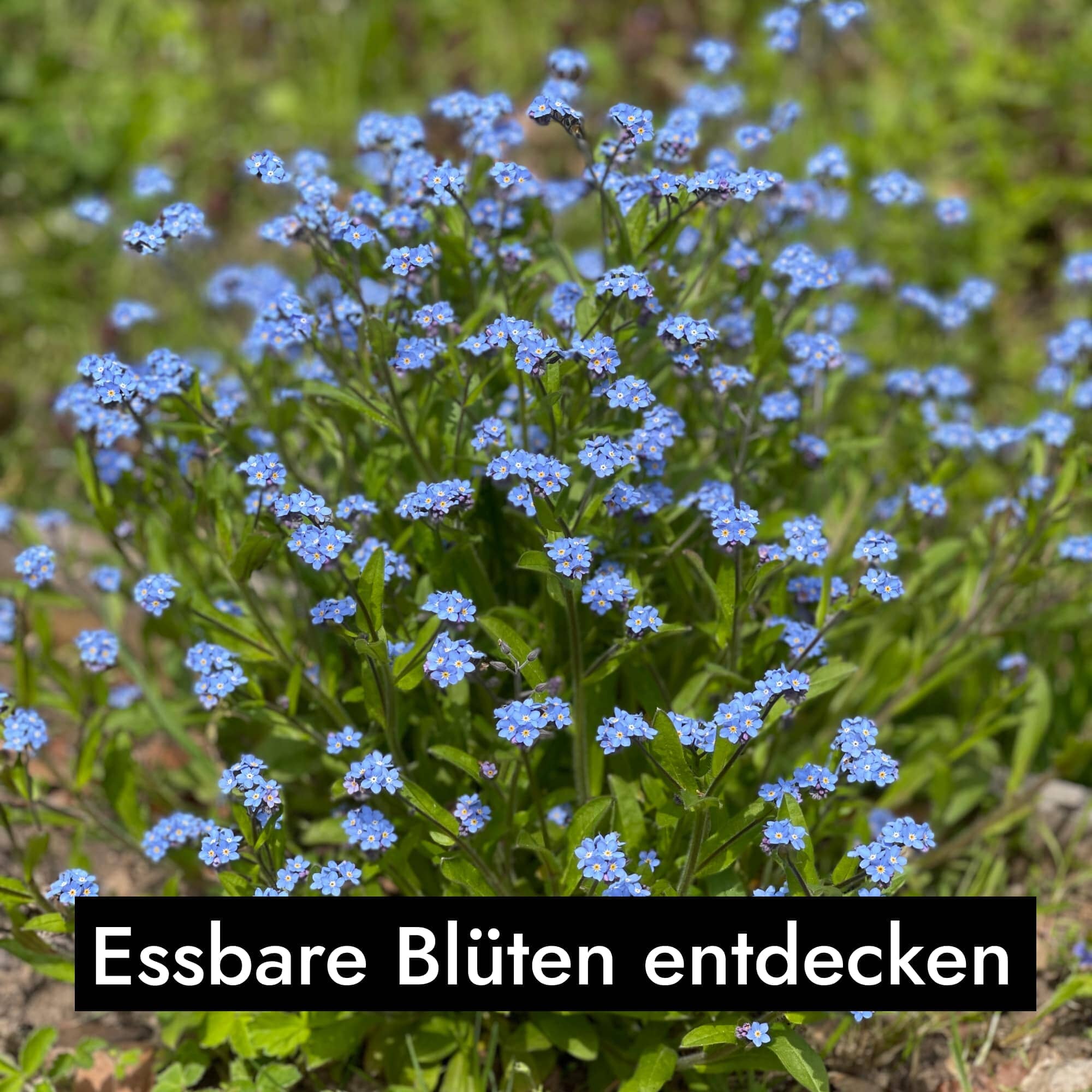 AHO Wildkräutersammlung Event Event 
