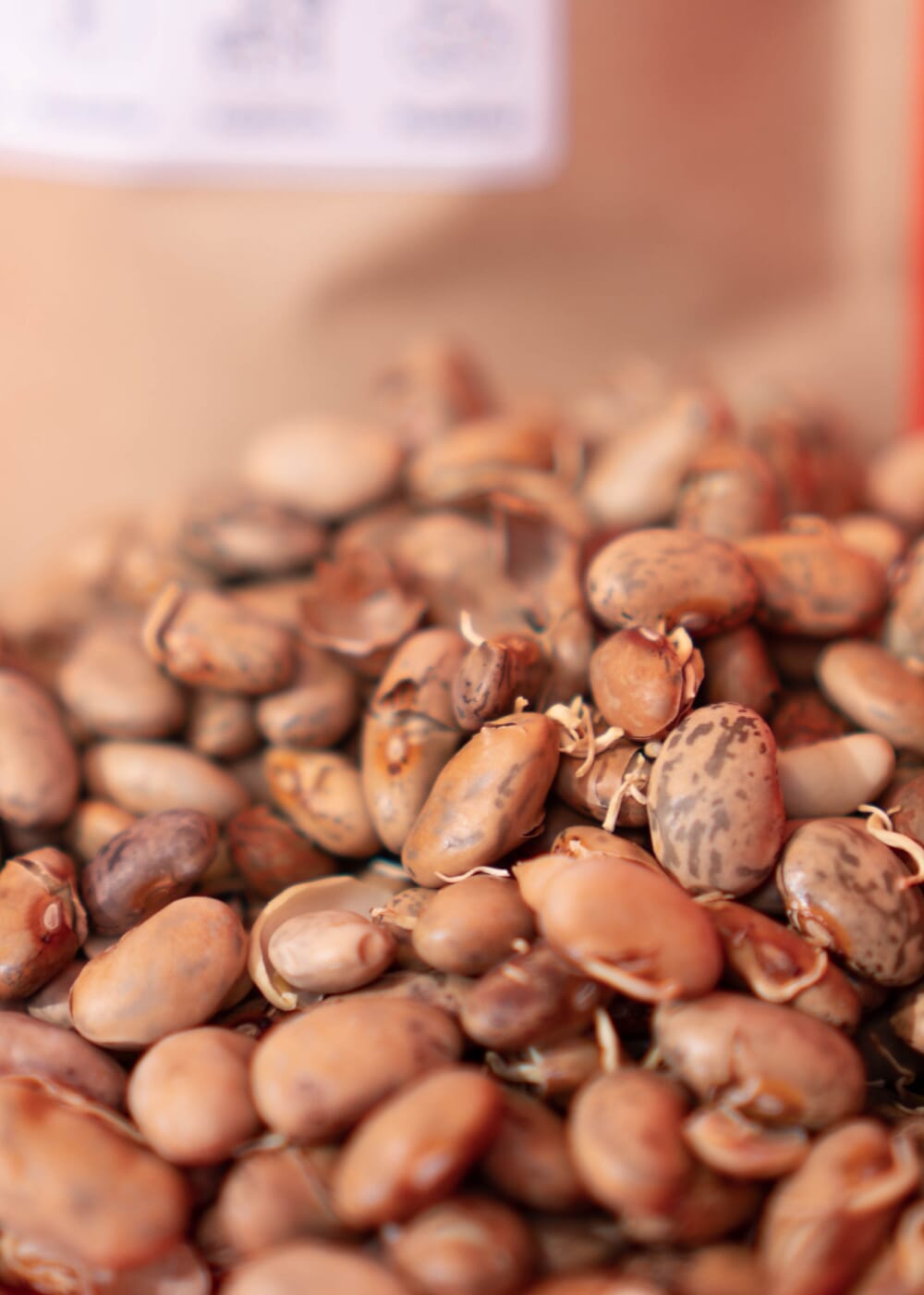 AHO Gekeimte Bohnen Ölsaaten AHO.BIO GmbH 