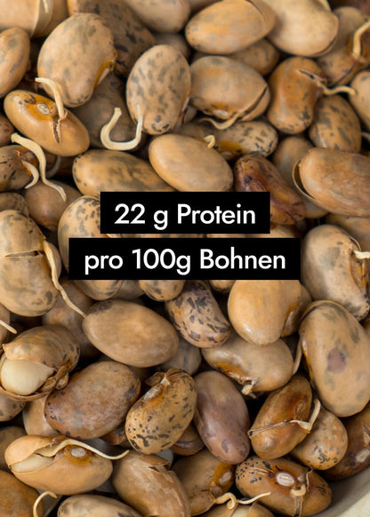 AHO Gekeimte Bohnen Ölsaaten AHO.BIO GmbH 