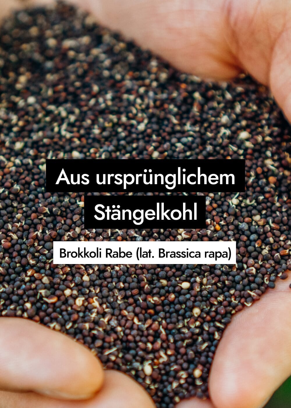 AHO Gekeimte Ur-Brokkoli Samen Ölsaaten AHO.BIO GmbH 