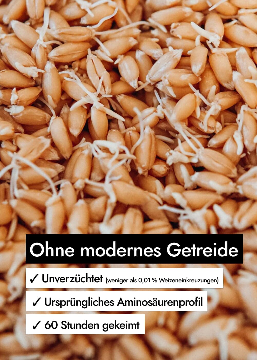 AHO Natur Cracker 2.0 Raw Vegan Cracker AHO.BIO GmbH 