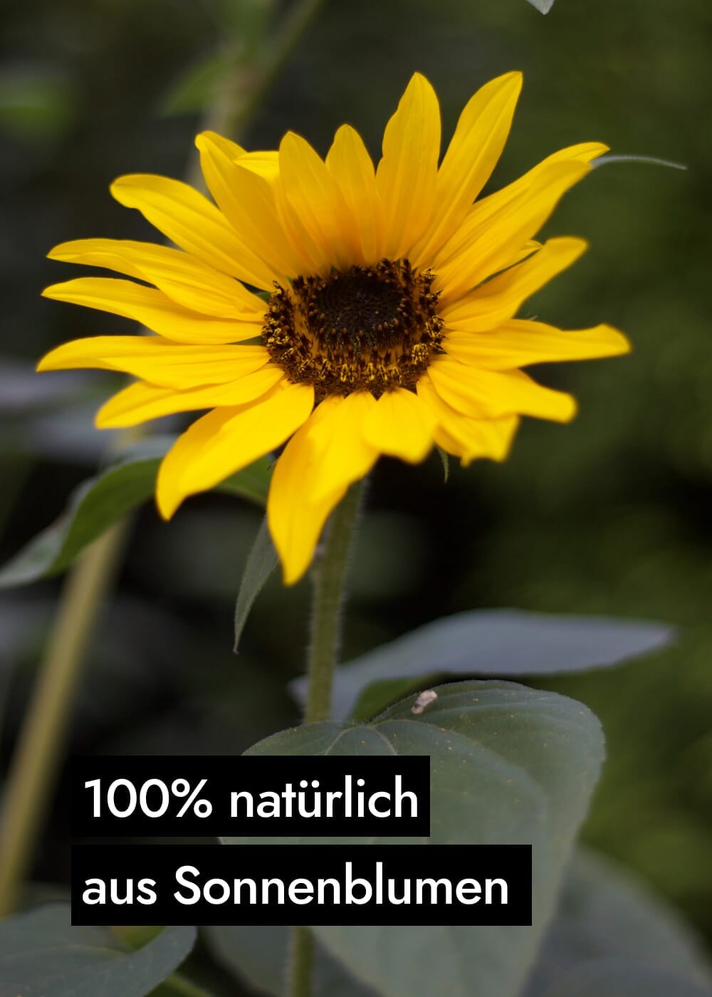 AHO Sonnenblumenkern Sprossen Ölsaaten AHO.BIO GmbH 