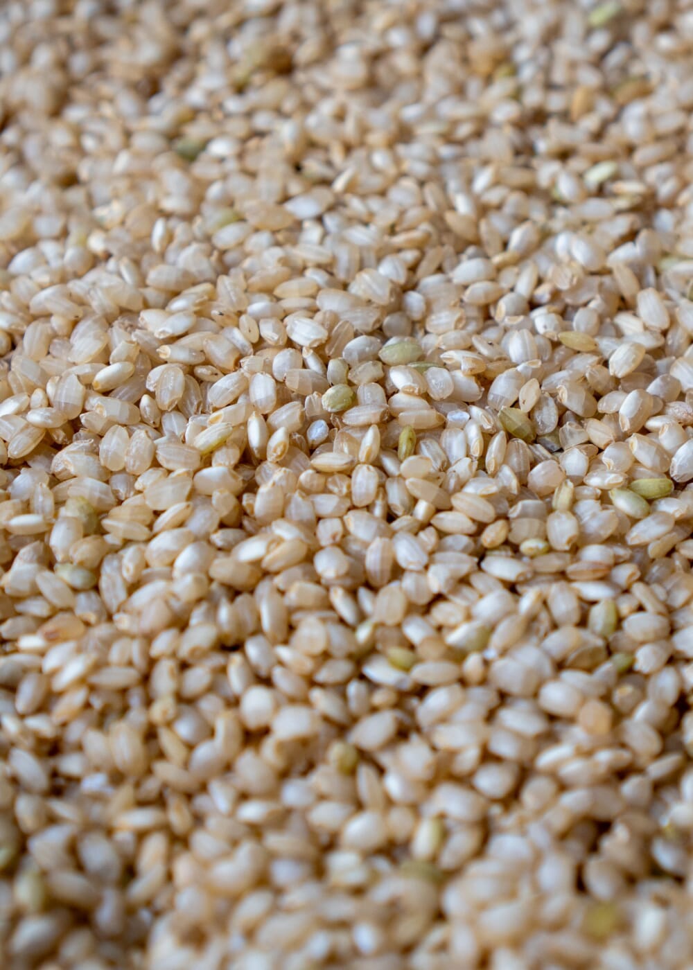 AHO Sprossen Reis Getreide AHO.BIO GmbH 