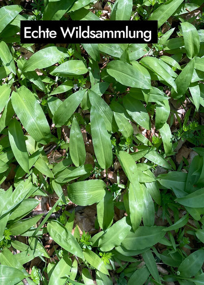 AHO Wildes Bärlauch Pesto Nüsse AHO.BIO GmbH 