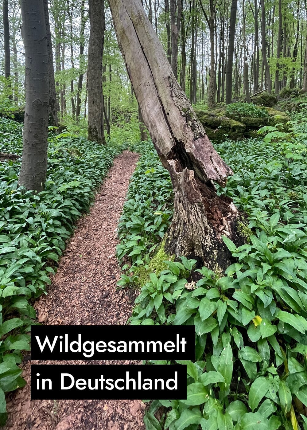 AHO Wildes Bärlauch Pesto Nüsse AHO.BIO GmbH 