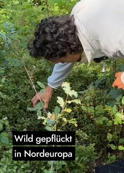 AHO Wildheidelbeer Amino Drink Nahrungsergänzung AHO.BIO GmbH 